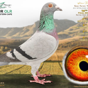 LOT 25: ZA 25 WYNLAND 2023 – ENTERED BY: STAN FARREN – 16TH FINAL RACE – 4TH ACE PIGEON – 8TH LONG DISTANCE ACE – 3RD MONEY ACE – 8TH RACE 8 – “SILVER TOM” is bred from two proven OLR performers. The sire won the SAIPR Summer Final 2024, while the dam finished 23rd Ace Pigeon at Cape Town International OLR 2025. A top-class racing and breeding prospect combining proven 810, Tom Lock, Van Loon and Silver Star genetics. – SEE PEDIGREE !!!