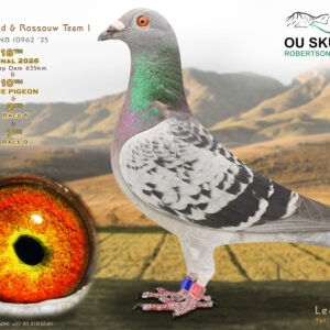 LOT 26: ZA 25 NB 10962 – ENTERED BY: BREDENHAND & ROSSOUW – 18TH FINAL RACE – 10TH ACE PIGEON – 2ND RACE 6 – 7TH RACE 9 – Bred from powerful Oswald, Luke Donald, “MIX” and Painter Putterie bloodlines. The sire, ZA 20 VPU 4603 “LUKE’S OSWOLLY,” is closely related to “KIWI,” “GLENDA” and “MIX,” while the dam, ZA 23 KPU 726 “DARK SHADE,” is bred from Combine and Union winners. A top-quality racing and breeding prospect. – SEE PEDIGREE !!!