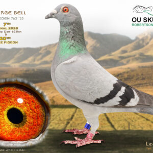 LOT 28: ZA 25 EDEN 762 – ENTERED BY: GEORGE BELL – 7TH FINAL RACE GARIEP DAM 635KM – 20TH ACE PIGEON
