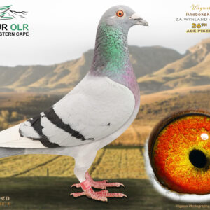 LOT 29: ZA 25 WYNLAND 4503 – ENTERED BY: RHEBOKSKRAAL – 26TH ACE PIGEON – “VIOGNIER,” a quality Tom Lock × De Rauw-Sablon prospect from proven Dinokeng, Carnival Winter and long-distance performers. – SEE PEDIGREE !!