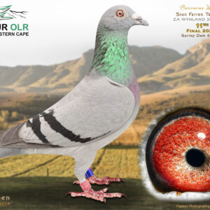 LOT 32: ZA 25 WYNLAND 2042 – ENTERED BY: STAN FARREN – 11TH FINAL RACE – “CARCINOMA-WEB,” a full sibling to ZA 23 WYNL 1570, winner of 1st Ace Pigeon, 1st Long Distance Ace, two races and 5th Final at Ou Skuur OLR 2024. Proven Webster and De Rauw-Sablon 810 bloodlines. – SEE PEDIGREE !!!