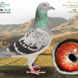 LOT 33: ZA 25 BPPD 8363 – ENTERED BY: BAARD & SPAMMER – 5TH ACE PIGEON – “PAKHUIS CHAMP,” a proven Kanibaal × Clausing performer bred from ZA 21 49059 and ZA 20 MASD 0662, the 4th Best Federation Bird in 2022. – SEE PEDIGREE !!!