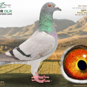 LOT 34: ZA 25 WYNLAND 1997 – ENTERED BY: DIE NEEFS – 13TH FINAL RACE