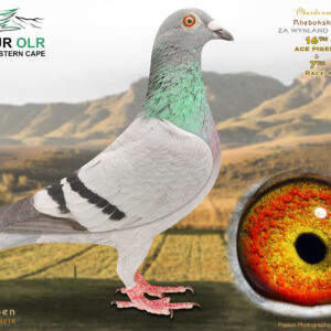 LOT 35: ZA 25 WYNLAND 4504 – ENTERED BY: RHEBOKSKRAAL – 16TH ACE PIGEON – 7TH RACE 4 – “CHARDONNAY,” bred from proven Alfons Klaas, Tom Lock and Blou Bul bloodlines. The sire is a half-brother to the 2nd SAIPR Winter Series Final winner. – SEE PEDIGREE !!!