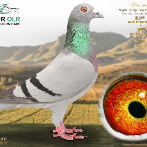 LOT 36: ZA 25 ND RACERS 114 – ENTERED BY: NIGHT DROP RACERS – 21ST ACE PIGEON – 9TH MONEY ACE – 5TH RACE 4
