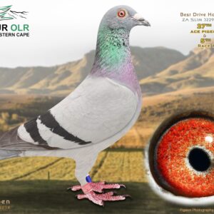 LOT 37: ZA 25 SLIM 3229 – ENTERED BY: BEST DRIVE HOKKE – 27TH ACE PIGEON – 5TH RACE 1 – Bred from outstanding Mix, Luke Donald and Triple J bloodlines, featuring the 1st SAMDPR Final 2018 and several proven SAMDPR performers. – SEE PEDIGREE !!!