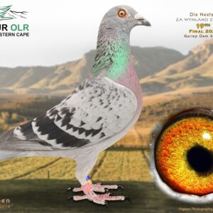LOT 38: ZA 25 WYNLAND 2207 – ENTERED BY: DIE NEEFS – 19TH FINAL RACE