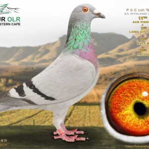 LOT 40: ZA 25 WYNLAND 2186 – ENTERED BY: P & C LOFT – 11TH ACE PIGEON – 1ST LONG DISTANCE – 1ST RACE 8 – 9TH RACE 2 – A top long-distance performer bred from Superbreeder 810, De Rauw-Sablon, Cyril Leibach and Tom Lock bloodlines. – SEE PEDIGREE !!!