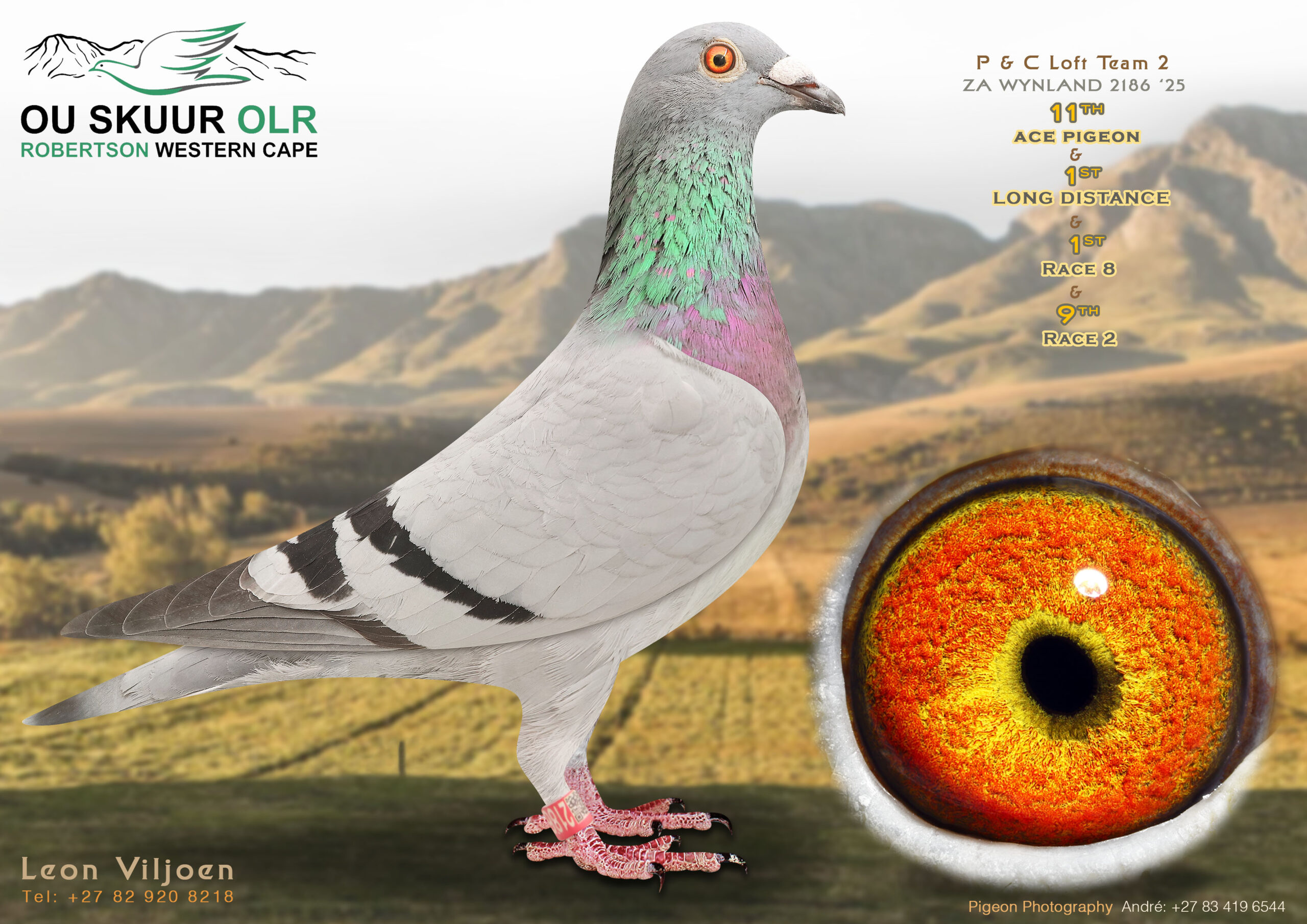 LOT 40: ZA 25 WYNLAND 2186 – ENTERED BY: P & C LOFT – 11TH ACE PIGEON – 1ST LONG DISTANCE – 1ST RACE 8 – 9TH RACE 2 – A top long-distance performer bred from Superbreeder 810, De Rauw-Sablon, Cyril Leibach and Tom Lock bloodlines. – SEE PEDIGREE !!!