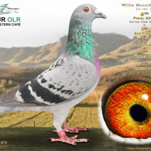 LOT 1: ZA 25 146 (H) - ENTERED BY: WILLIE MUNNIK - 6TH FINAL RACE - 1ST ACE PIGEON - 7TH LONG DISSTANCE - 1ST MONEY ACE - 5TH RACE  - 5TH RACE 9 - A quality hen bred from proven Hardy Kruger, SAMDPR, Hebberecht, Houben and Schmidt & Bau bloodlines. Her sire is ZA 24 1086, while her dam, ZA 22 0852, is a full sister to an equal winner of the Allflight Summer Race and the mother of 17th and 35th Victoria Falls Final. A top-class racing and breeding prospect from a family packed with proven OLR performers. - SEE PEDIGREE !!!