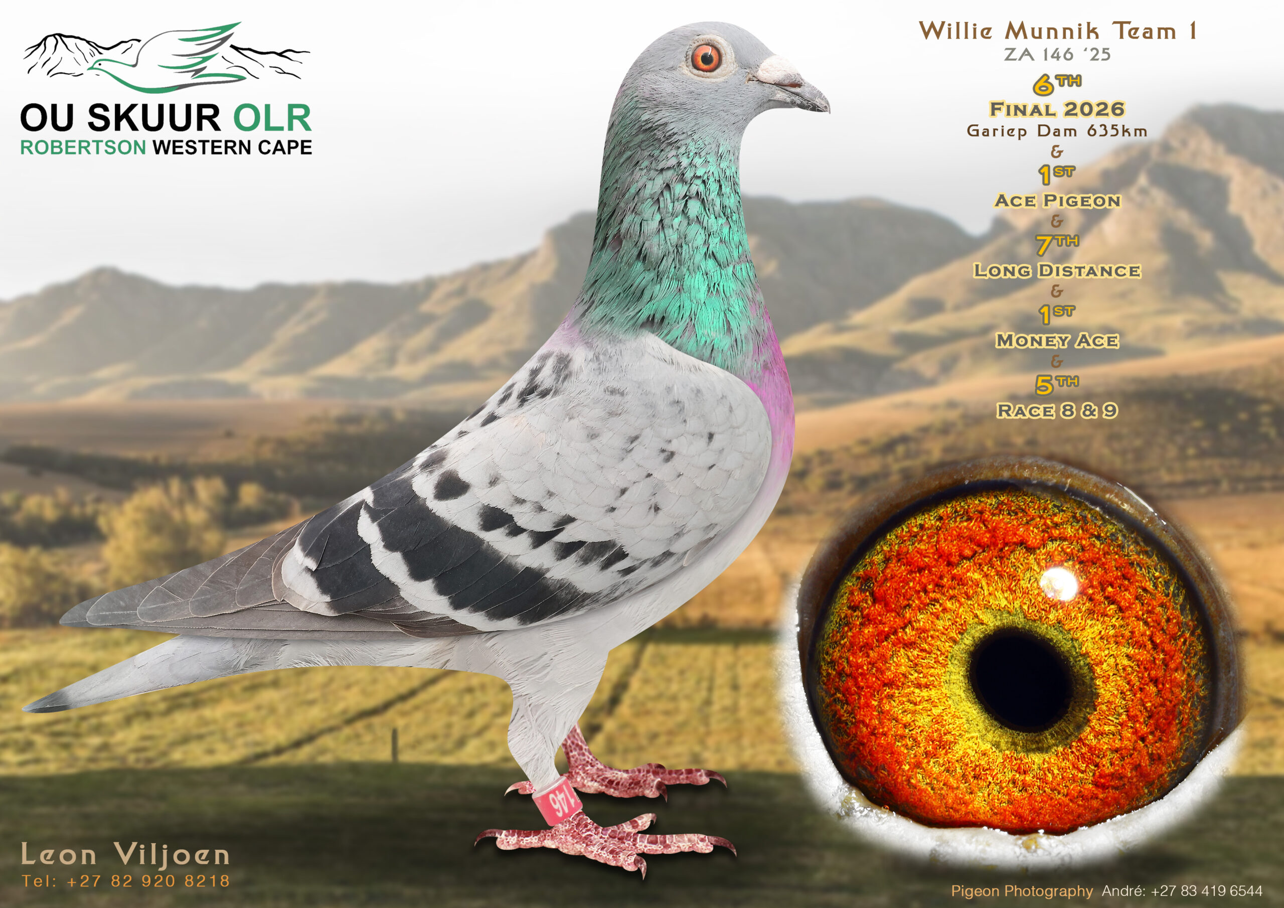 LOT 1: ZA 25 146 (H) – ENTERED BY: WILLIE MUNNIK – 6TH FINAL RACE – 1ST ACE PIGEON – 7TH LONG DISSTANCE – 1ST MONEY ACE – 5TH RACE – 5TH RACE 9 – A quality hen bred from proven Hardy Kruger, SAMDPR, Hebberecht, Houben and Schmidt & Bau bloodlines. Her sire is ZA 24 1086, while her dam, ZA 22 0852, is a full sister to an equal winner of the Allflight Summer Race and the mother of 17th and 35th Victoria Falls Final. A top-class racing and breeding prospect from a family packed with proven OLR performers. – SEE PEDIGREE !!!