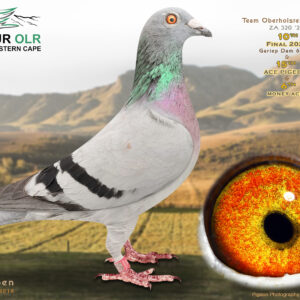 LOT 27: ZA 25 320 – ENTERED BY: TEAM OBERHOLSTER – 10TH FINAL RACE – 15TH ACE PIGEON – 6TH MONEY ACE – Bred from powerful Hardy Kruger, Birdy and Romario bloodlines. The sire is a nestmate brother to 2nd Ace Pigeon and 10th Final at ECOLR, while the dam comes from a family responsible for multiple international OLR Final winners. A top-class racing and breeding prospect from proven long-distance genetics. – SEE PEDIGREE !!!