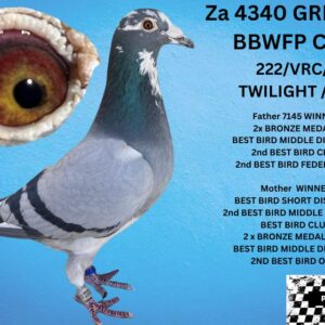 LOT 2: ZA 24 GRPF 4340 (C) - BRED OUT OF 2 BEST BIRDS IN CLUB 2024  DAM 5329 BEST BIRD SHORT DISTANCE /BEST BIRD CLUB OVER ALL TOP 10 OVER ALL FEDERATION -SIRE BEST BIRD MIDDLE DISTANCE CLUB / 2ND BEST BIRD OVER ALL CLUB AND OERF FEDERATION BEST BIRDS OVER SHORT ,MIDDLE ,ALL DISTANCES FULL SISTER 4347 FLEW 2,5, 17,20 CLUB - SEE PEDIGREE - THIS IS SUPER !!!