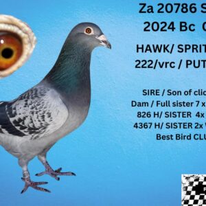 LOT 5: ZA 24 SANPO 20786 (H) - SIRE 7080 IS BRED OUT OF CLICK PAIR BRED 8 WINNERS WINNING OF 20 RACES SO FAR DAM BRED OUT OF 701 SUPER BREEDER - SEE PEDIGREE !!!