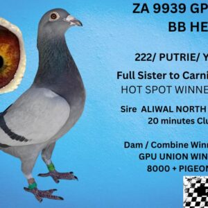 LOT 7: ZA 23 GPU 9939 (H) - SISTER TO CARNIVAL WINTER LOFT WINNER RACE 6 IN 2023 , 8377 /BROTHER 8376 ALSO WINNER AND 2ND DIVISION,AND 2X 3 RDS IN 1 YEAR BRED BY PIET STRYDOM OUT OF MY 222 LINE WITH HIS PUTRIE ,DAM IS COMBINE WINNER ,GPU UNION WINNER ,DIVISION WINNER AND WON THE CLUB 2X TIMES ON BLOEMFONTEIN 400KM AND TROMPSBURG 500KM - SEE PEDIGREE !!!