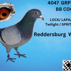 LOT 8: ZA 24 GRPF 4047 (C) - 1ST REDDERSBURG CLUB / 9 th REDDERSBURG  1050 BIRDS FEDERATION / 34 th REDDERSBURG  1594 BIRDS UNION - THE DAM: FULL SISTER TO 8431 GOLD MEDAL SHORT DISTANCES COMBINE OERF 2025 - SEE PEDIGREE !!!
