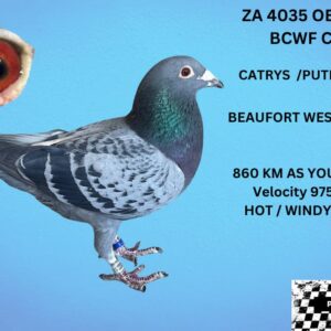 LOT 9: ZA 24 GRPF 4035 (C) - BEAUFORT WEST WINNER 860KM AS YOUNGSTER VELOCITY 975 MPM 7 TH DIVISION OERF 2025 HALF BROTHER / SISTER TO THE FOLLOWING 5329 WINNER BEST BIRD CLUB 2024 6285 WINNER 2024  - SEE PEDIGREE !!!