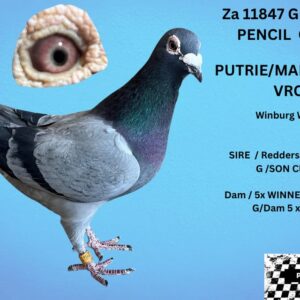 LOT 10: ZA 22 GPU 11847 (C) - WINBURG WINNER  & SPRINT WINNER 1,6,7,8, 10,15,22,25,32, 34,61, 91 PLACES IN CLUB ,DIVISIONAND UNION ANDRE LANDSBERG - THE DAM: BEST YOUNG BIRD CLUB ,2ND BEST BIRD IN GPU DIVISION 5 X WINNER  FOR ANDRE LANDSBERG - SEE PEDIGREE !!!