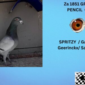 LOT 11: ZA 24 GPU 1551 (C) - THE SIRE : INBRED SPRITZY AND GANUS BOUGHT FOR STOCK  FROM EXCLUSIVE PIGEONS - THE DAM: SUPER STOCK HEN - DIAMANDT PIGEON STUD - SEE PEDIGREE !!!
