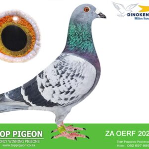 LOT 4: ZA 23 OERF 6283 (C) - FLEW AT DINOKENG 48,52,68,60 75 SISTER 8410 EXELLENT BREEDER ,HALF SISTER 2466 CARNIVAL WINNER 2020- 8TH ACE PIGEON CARNIVAL - SEE PEDIGREE !!!