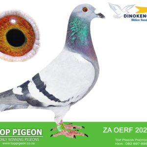 LOT 5: ZA 23 OERF 5350 (H) - RACED AT DINOKENG 2024 G/DAUGHTER OF R50 000 TWILIGHT PAIR 8431 FULL SISTER GOLD MEDAL SHORT DISTANCE OERF SILVER MEDAL ALL DISTANCE 2025 8446 FULL SISTER EXELLENT RACER - SEE PEDIGREE !!!