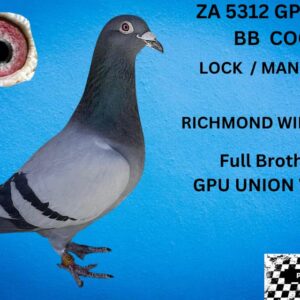 LOT 2: ZA 22 GPU 5312 (C) - RICHMOND WINNER 1,7,12,13,27 CLUB 8,10,26,27 DIVISION 20,25,46,69 UNION FULL BROTHER TO 5193 H 2020 GPU UNION WINNER (7 X WINNER ) ANDRE LANDSBERG - SEE PEDIGREE !!!