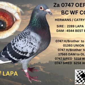 LOT 6: ZA 18 OERF 0747 (C) - BRED 5318 BURGERSDORP WINNER 2025 BRED 6258 LEEU GAMKA WINNER 2025 935KM  THESE PIGEONS FLY LONG DISTANCE H/BROTHER  TO KLEINE LAPA WHO SIRED FERRARI 1 1e DINOKENG BAKKIE WINNER 2019 - SEE PEDIGREE !!!!