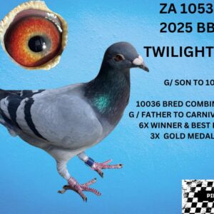LOT 7: ZA 25 OERF 10535 (C) - 10036 BRED 6 X WINNER COMBINE WINNER BEST BIRD OERF UNION 2025 SOME OF THE BEST TWILIGHTS IN THIS BIRDS PEDIGREE 10036 /G/SON 005 EGG COCK  G/SON 1132 G.ROUS HEN /G/SON 058 TWILIGHT PEARL  - SEE PEDIGREE !!!