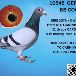 LOT 8: ZA 25 OERF 10545 (C) - G/SON OF CLICK PAIR 2971 & 5150  /SISTER TO CARNIVAL HOTSPOT WINNER .COMBINE WINNER /2079 IS 3 X WINNER  - SEE PEDIGREE !!!