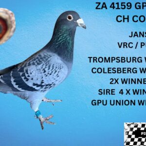 LOT 13: ZA 21 GPU 4159 (C) - SON OF GPU UNION WINNER .COLESBERG WINNER (2022) TROMPSBURG WINNER 2023 ,EXELLENT RACER - SEE PEDIGREE !!!