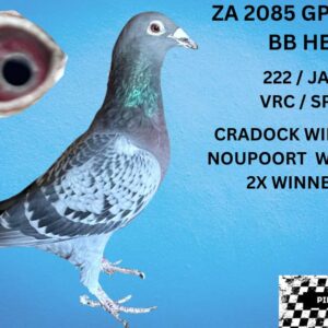 LOT 14: ZA 20 GPU 2085 (H) - CRADOCK WINNER IN 2022,1ST CLUB 2ND DIV, 57 TH UNION NOUPOORT WINNER 2023 1ST CLUB ,,5 DIV, 73 UNION - SEE PEDIGREE !!!