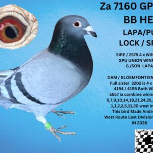 LOT 16: ZA 23 GPU 7160 (H) - 1,2,2,7, 8,10,13, 20,21,25,26 ,28 CLUB 1ST BIRD LEEU GAMKA BACK IN CLUB 2024 2ND LEEU GAMKA 2025 ONLY 9 BIRDS BACK (GVR HAD 5 OF THEM BACK ) - SEE PEDIGREE !!!
