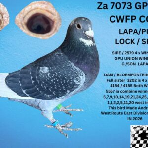 LOT 17: ZA 23 GPU 7073 (C) - THE SIRE: COLESBERG GPU UNION WINNER IN 2016 (4X WINNER) WIN CLUB WITH 14 MINUTES 2 X CLUB WINNER 1ST DIV ,1ST UNION BRED BY JOHAN  - GVR LOFTS - THE DAM: WINNER BLOEMFONTEIN AND 2X 2ND PLACES SISTER TO 3202 -4 X WINNER 4154 / 4155 NEST MATES BOTH WINNERS  - SEE PEDIGREE !!!