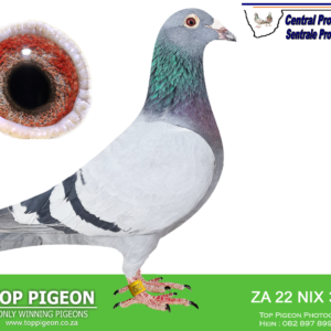 LOT 5: ZA 22 NIX 3288 (C) - SAME BRED AS 4TH FINAL SONSKYN 2023  - THE SIRE - 586 21 NPN.KOOPMAN/OSWALD.-THE DAM : 14170 SLIM 20 BB HEN. (bought on Top Pigeon) FINAL COUNTDOWN 25th very hard final race Cape Town International OLR 2021 14th Grand Average All Races Cape Town International OLR 2021 Oswald/Turbo Tom SIRE: Bros/sisters breed exceptionally well for other fanciers. Half sister bred 4th Central Lofts … landed with winner. Sire bred from winner and top 4 bird at Dias One Loft. Ex Lex Webster DAM: Union positions as yearling 2,3, 18,31 ,40,49,51.Sire 0722 bred numerous winners Son won Leeu Gamka with 90 min.G Koopman. Dam 4047 bred winners.Nestmate bro bred 2 One Loft winner - SEE PEDIGREE!!!!