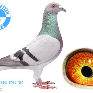 LOT 2: ZA 24 FHC 1745 (C) -Lovely young cock. If you study the pedigree you will see that the Father is a Heremans cock imported from Germany, inbred from the Premier My Price winning line. (half brother of Premier my Price winner of the SAMDPR.) His Mother is a very well bred Sablon hen which needs no introduction. This young cock may be the Jackpot every person are dreaming of. - SEE PEDIGREE !!!
