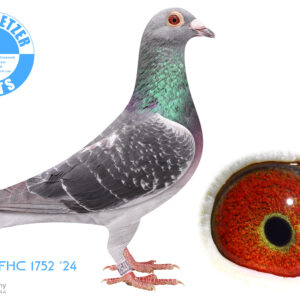 LOT 1: ZA 24 FHC 1752 (C) - Very well bred cock bred from two special strains. He may become a foundation cock -THE SIRE: In 2020 I arranged for the breeding of young birds from the very best Hardy Kruger bloodlines available. Friedhelm Peintz bred seven of the 8 which consisted of mattings from one cock DV 2011 07274 538 and four hens all from the Black Power and Carl Lewis bloodlines. THE DAM:Linda was Bred for stock out of two SUPER pigeons that was bought on Pipa Auctions. His Father Vettel was bred out of a son and daughter of Kittel, while his Mother Inferno, was bred out of a full brother (Bratt) and full sister (Angelina) of world famous Kittel. - SEE PEDIGREE !!!