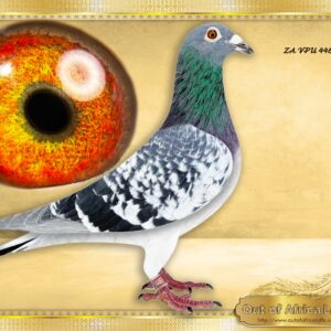 LOT 7: ZA VPU 4468/25 (C) - “ MR 1 O8816 X L/D ACES “  -   A Super pigeon. First child ever sold from this pair. Both parents SUPERBREEDERS.  ½ Brother to ZA VPU 7095/24- 2 X Wenner vir Gert Cloete- Vryburg.  ½ Brother to ZA VPU 7094/24- Top 8 Ace Short Distance, 12th Ace Overall Y/B, 24th Overall Y/B & O/B TRPF 2025 -SEE PEDIGREE     LINEBRED TO ZA THU 08816/09 - 2 x Winner. -"NR 1 STOCK HEN. Ggdam to ZA VNRF 341/25- 1st Final Victoria Falls 2026- See pedigree  Dam to 22 wins in 4 seasons and 9 different ACE PIGEONS! Granddam to Winners and MANY ACES.  Greatgranddam to countless winners.  DAM TO DIFFERENT ACE PIGEONS ON ALL DISTANCES!! 1st ACE SHORT Distance GPU  1ST ACE MIDDLE DISTANCE GPU & GRPA  1ST ACE LONG DISTANCE GPU, - SEE PEDIGREE !!!!