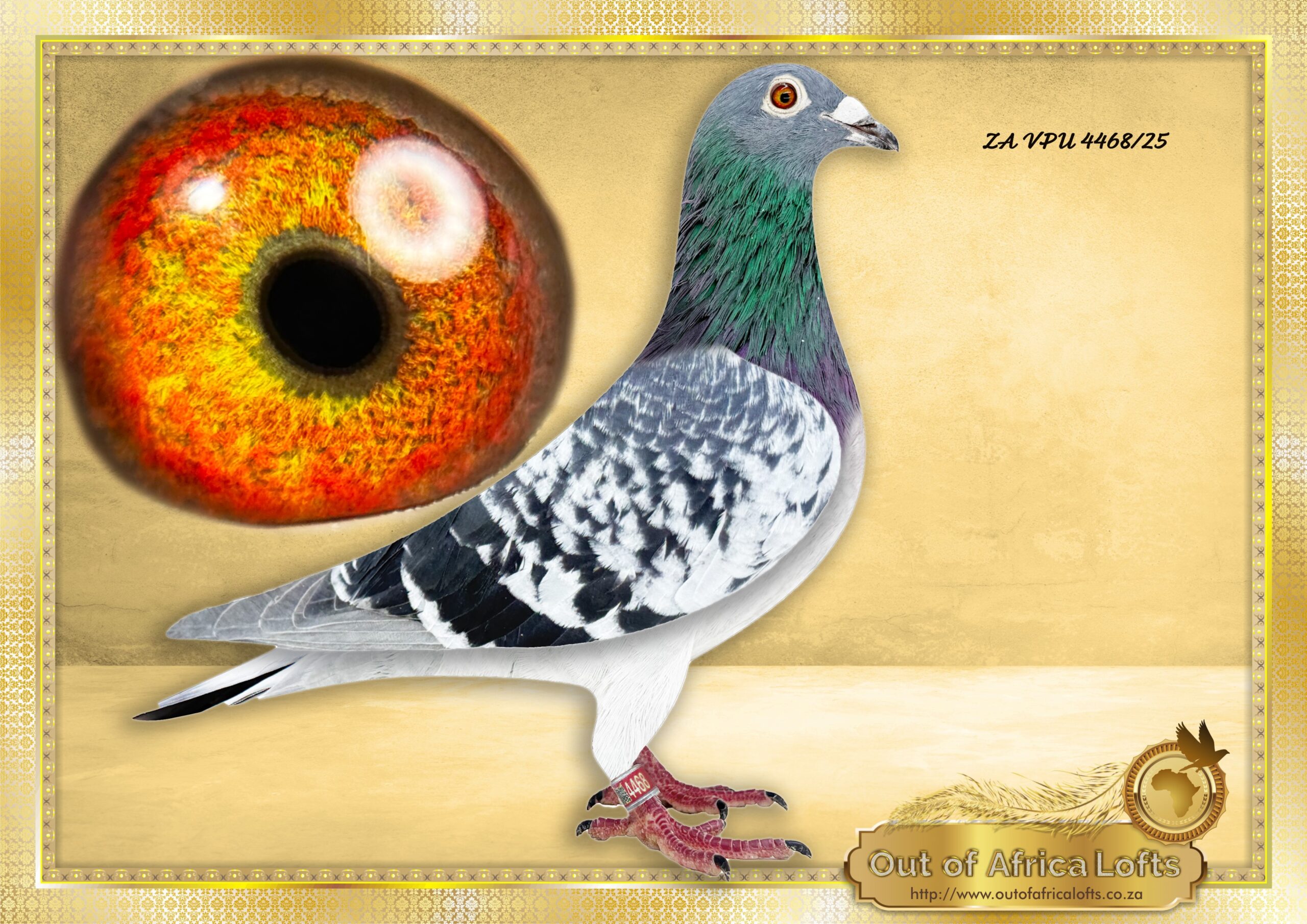 LOT 7: ZA VPU 4468/25 (C) – “ MR 1 O8816 X L/D ACES “ – A Super pigeon. First child ever sold from this pair. Both parents SUPERBREEDERS. ½ Brother to ZA VPU 7095/24- 2 X Wenner vir Gert Cloete- Vryburg. ½ Brother to ZA VPU 7094/24- Top 8 Ace Short Distance, 12th Ace Overall Y/B, 24th Overall Y/B & O/B TRPF 2025 -SEE PEDIGREE LINEBRED TO ZA THU 08816/09 – 2 x Winner. -“NR 1 STOCK HEN. Ggdam to ZA VNRF 341/25- 1st Final Victoria Falls 2026- See pedigree Dam to 22 wins in 4 seasons and 9 different ACE PIGEONS! Granddam to Winners and MANY ACES. Greatgranddam to countless winners. DAM TO DIFFERENT ACE PIGEONS ON ALL DISTANCES!! 1st ACE SHORT Distance GPU 1ST ACE MIDDLE DISTANCE GPU & GRPA 1ST ACE LONG DISTANCE GPU, – SEE PEDIGREE !!!!