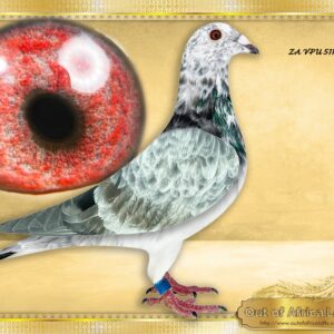 LOT 15: ZA VPU 5117/26 (C) - !!! PAYMENT OPTIONS AVAILABLE !!! -  “ TRIPLE SUPER 998 “     NEXT LEVEL PIGEON  !!     Linebred to NLD 1647998/17 - FANTASTIC BREEDER FOR M SANGERS - Best son "GOED GRIJS"  Grandsire to at least 25 winners already.  1st Quiavrain 25 743 pigeons, 1st Nierges 10 981 pigeons,etc.     Also Linebred to the best breeder son of 9998 - NL 4601544/21 - " GRIZZLE 544" – super son 998- Inteelt GOEDE GRIJS - Linebred to "GOED GRIJS" - 7 X 1ST Prize Winner - Super racer and foundation breeder. 1st Regional Ace Pigeon Middle Distance 2016  1st NPO Laon, 387km, 6371 pigeons, 5 minute win! - SEE PEDIGREE !!!