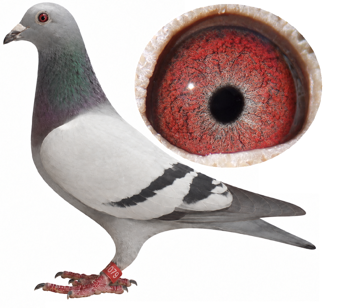 LOT 14: ZA 25 BPFD 1079 (C) – A strongly line-bred blue-bar cock from Sansom Lofts, carrying a powerful concentration of the proven Aftoon and De Norre bloodlines. His sire, ZA 22 37664 “DE KLEINE AFTOON,” is a tough new-generation foundation breeder whose offspring have produced Ace Pigeons and multiple winners over the middle and long distances. His dam, ZA 22 37634, is a proven breeding hen and the dam of ZA 2405, which produced 1st Club and 2nd Federation, as well as 2nd Club and 6th Federation. A precision-bred cock from a family known for racing intelligence, endurance and success under difficult conditions. – SEE PEDIGREE !!!