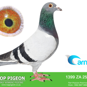 LOT 7: ZA PPK 25 1399 (C) - ENTERED BY: Team Oberholster - ZA 25 PPK 1399 “SPIKE” – ENTERED BY: OBERHOLSTER LOFT – Bred from “VIKING,” a Hardy Kruger cock and father of a Victoria Falls Final Race performer, and “QUEEN DD,” from the proven “KING C” and “QUEEN D” lines. “SUPER DIVA,” the sire’s mother, has bred multiple one loft performers. – SEE PEDIGREE !!!