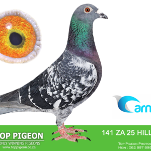 LOT 11: ZA HILLCREST 25 141 (C) - ENTERED BY: Hillcrest Stud - 11TH GPU FROM BEAUFORT WEST OVER 885 KM – A blue chequer from European distance lines. THE SIRE combines “GILLION” and “MISS MILOS,” while THE DAM is closely bred to “SOUTHFIELD TUBBY.” A nestmate placed 13th in the CT Winter Final. – SEE PEDIGREE !!!