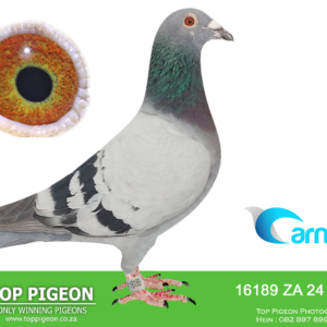 LOT 9: ZA 24 SANPO 16189 - ENTERED BY: UMBERTI LOFTS