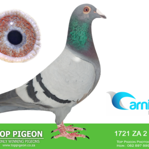 LOT 16: ZA 25 BPF 1721 - ENTERED BY: NICO AND JUSTIN