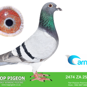 LOT 19: ZA BPFD 25 2474 (H) - ENTERED BY: Adi Schlebusch, Bower & Volschenk  - 65TH FINAL RACE - A pigeon bred from GANUS blood on THE SIRE’s side and international one loft performers on THE DAM’s side. THE SIRE, ZA 22 CYRIL 1202, is a blue bar bred from “ALMA” and “BUCO,” with “VEGUS BOY,” “GUGU” and “AFRICAN QUEEN” in the pedigree. THE DAM, ZA 21 05041, combines “LASSER NR1,” winner of the 2013 DAPI Race, and “MORGAN,” winner of the 2009 International Derby Arona, with the “DAUGHTER ACE PAIR” line. – SEE PEDIGREE !!!