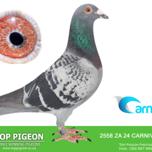 LOT 6: ZA 24 CARNIVAL LOFTS 2558 - SIRE:ZA-2023-SFL-156 “RATZ” Willie Steenkamp Checkered Double bred to “Boeing” Original French Super Crack Crusson! “Boeing” was bred from “109” and “Elfie” Tough head-wind genetics! Sire and grandsire to a high percentage of One Loft race winners! Inbred Super Crack – F 457421 ’68 • 1e International Narbonne. • 3x 1st National Best Genes.-DAM:ZA-2020-273330 “PASELLA” Petrus Harmsen Grizzle • 4e Final Carnival Winter 2021. • 1e Ace Carnival Winter 2021. • 8e Carnival Winter 505km 2021. • 21e Carnival Winter 382km 2021. • 41e Carnival Winter 488km 2021.SEE PEDIGREE!!!