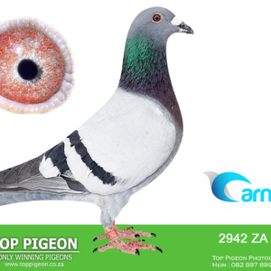 LOT 6: ZA 25 2942 (H) - ENTERED BY: Hot Rod Racing - ZA 25 2942 (H) “PHANTOM DRIFTER” – ENTERED BY: KOOT STRYDOM, HOT ROD RACING – 119TH FINAL – 131ST ACE PIGEON – 22ND RACE 3 – 48TH RACE 5 – 50TH RACE 2 AT CARNIVAL OLR 2026 – THE SIRE, “REMBRANDT,” combines SAMDPR and Victoria Falls OLR bloodlines. THE DAM, “SIS DIAHATSU,” carries Porsche 810 and De Rauw Sablon breeding and is a full sister to a DIAZ OLR performer. – SEE PEDIGREE !!!