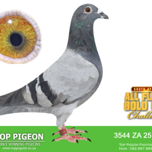 LOT 29: ZA 25 GPU  3544 -FULL SISTER T0 0791 CARNI 24 1ST ACE BIRD CAPE TOWN SUMMER 2025 6TH FINAL ————–SIRE:4799 PWF 16. DE NORRA/DE SMETT/CROXFORD.NO 1 COCK OF LEON KRIEL. THIS COCK IS A WINNER AND BREEDER OF NUMEROUS WINNERS. - DAM:ZA 19 GPU 8538.HAND SELECTED FROM LATE TIELIE KOTZE.SEE PEDIGREE!!!