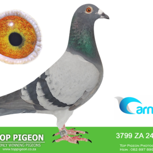 LOT 15: ZA 24 PWF 3799 - ENTERED BY: JABEZ/BOSHOFF