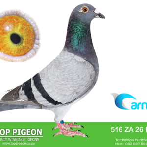 LOT 2: ZA FIRE 26 516 (C) - ENTERED BY: Die Brille & Ignis Fire - A blue bar Ignis Fire pigeon from Kaasboer, Sablon and proven ace lines. THE SIRE is ZA 21 NDK 578, with “BEST OF CARELLI” and Kaasboer breeding in the pedigree. THE DAM is ZA 21 MPKD 450, carrying De Rauw Sablon and Kaasboer lines. – SEE PEDIGREE !!!